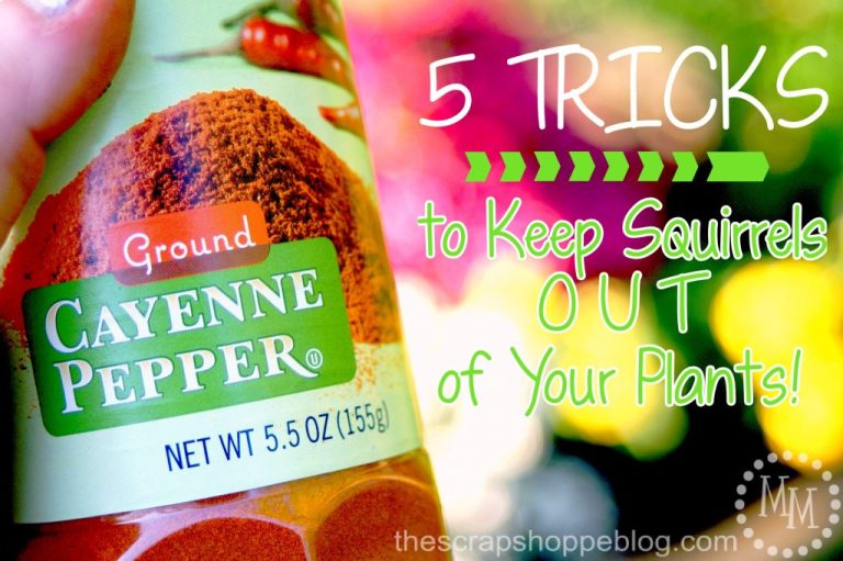 5 Tricks to Keep Squirrels OUT of Your Plants!