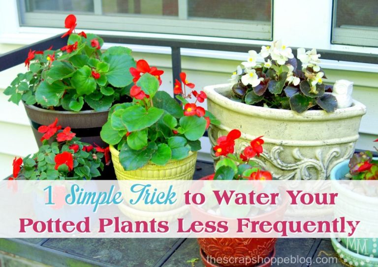 1 Simple Trick to Water Your Potted Plants Less Frequently