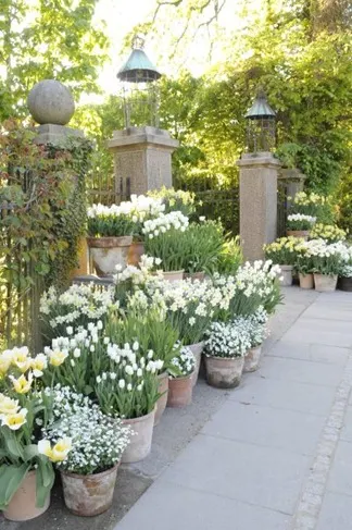 Bulb-container-garden