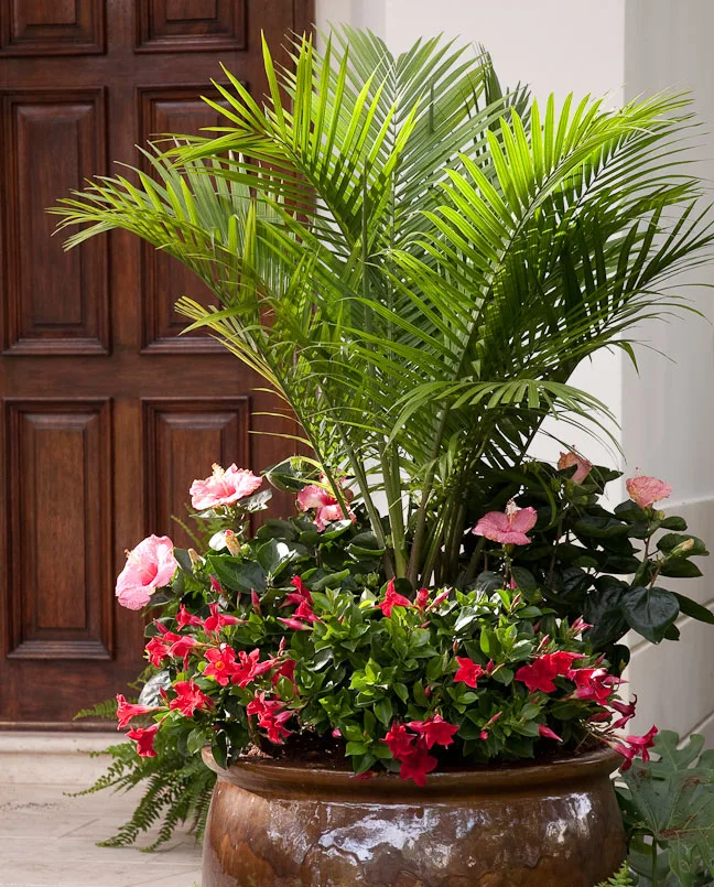 Majesty-Palm-in-Planter