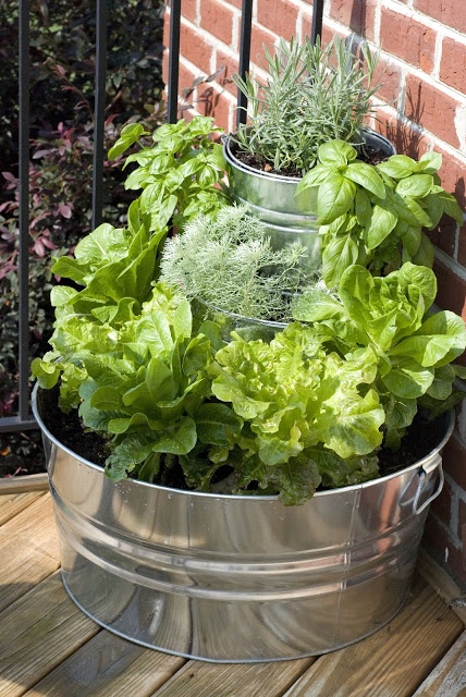 tiered-lettuce-garden