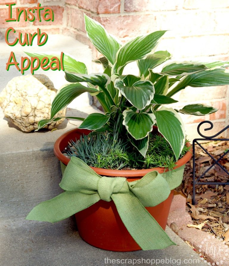 Create Insta Curb Appeal with a carefully crafted container garden!