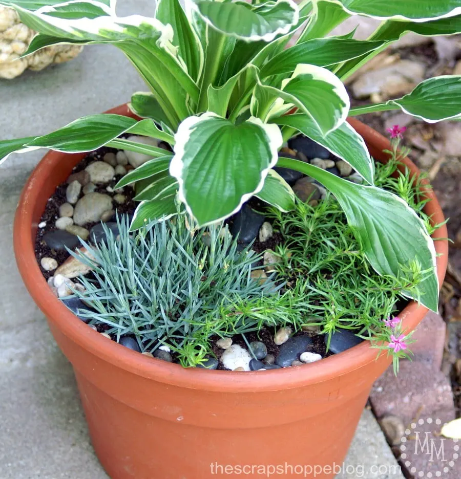 Create Insta Curb Appeal with a carefully crafted container garden!