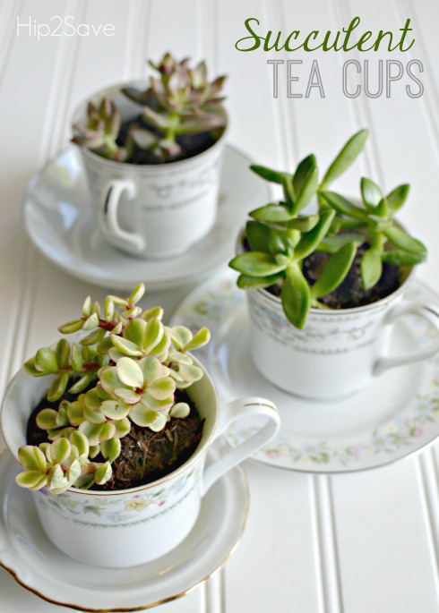 Succulent Tea Cups