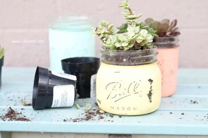 Trendy Succulent Projects