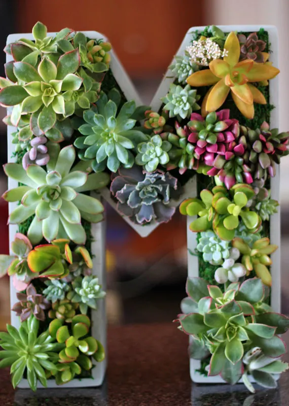Trendy Succulent Projects