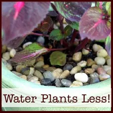 water plants less